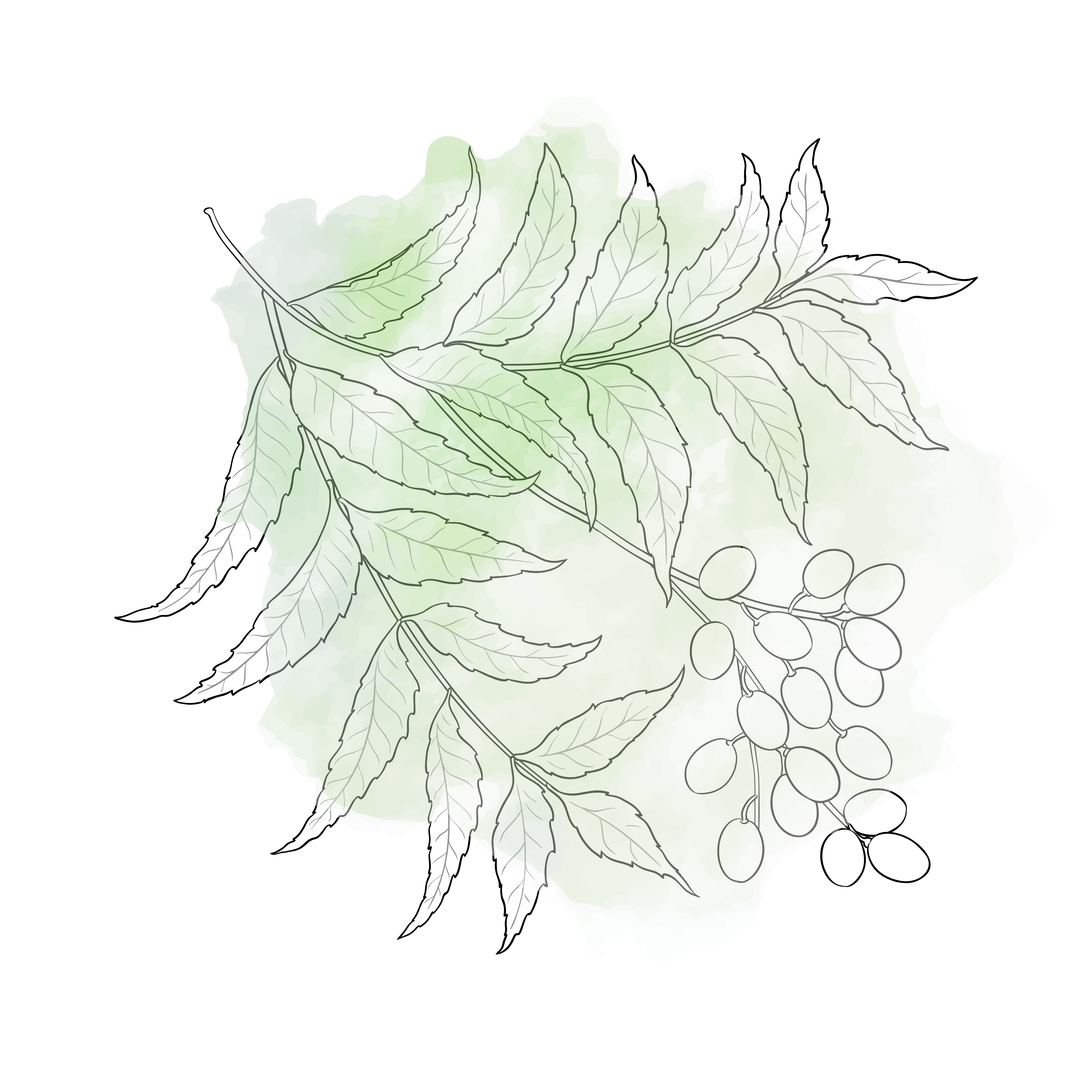 Detoxing with Neem