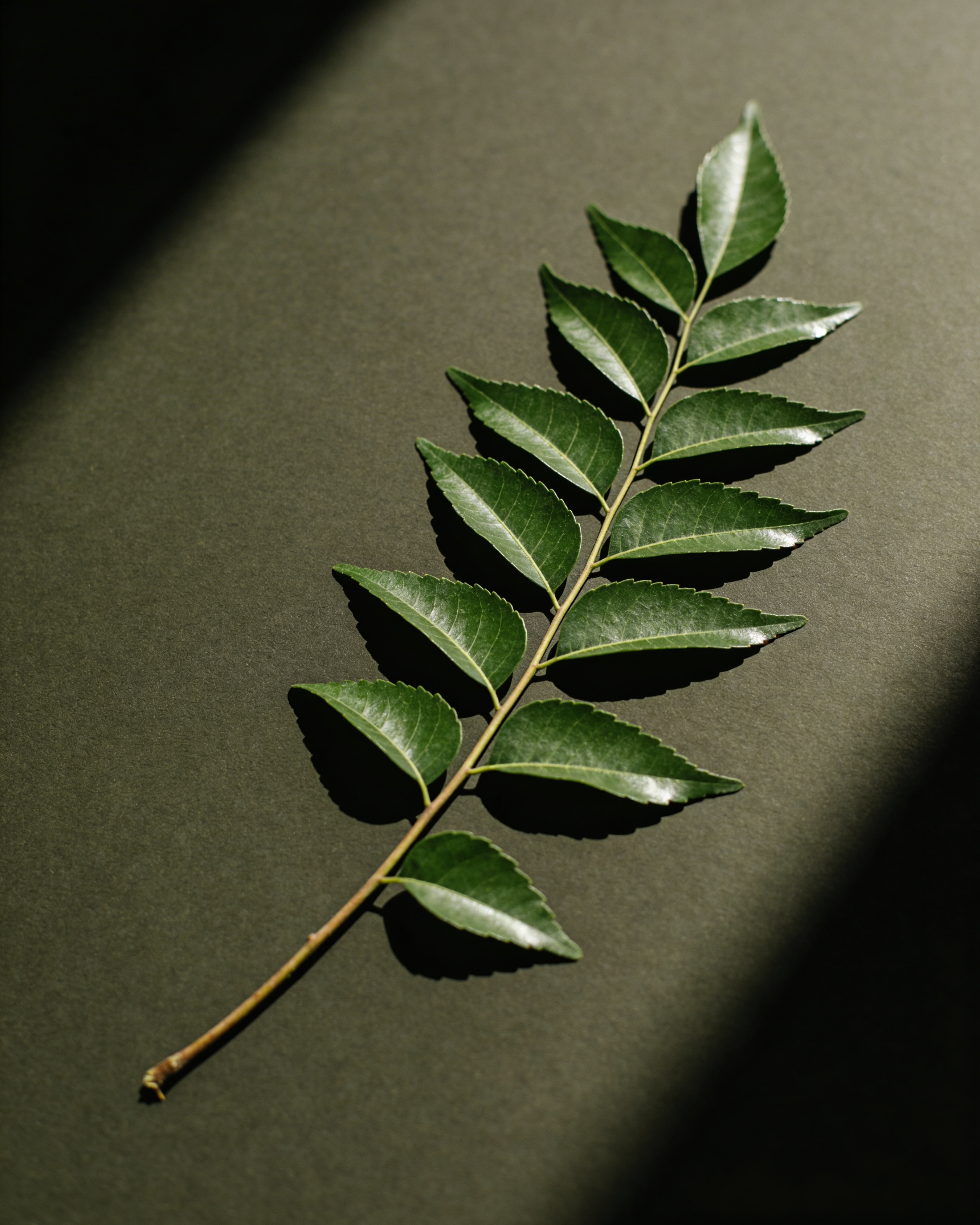 Neemra Clarifying Facial Cleanser